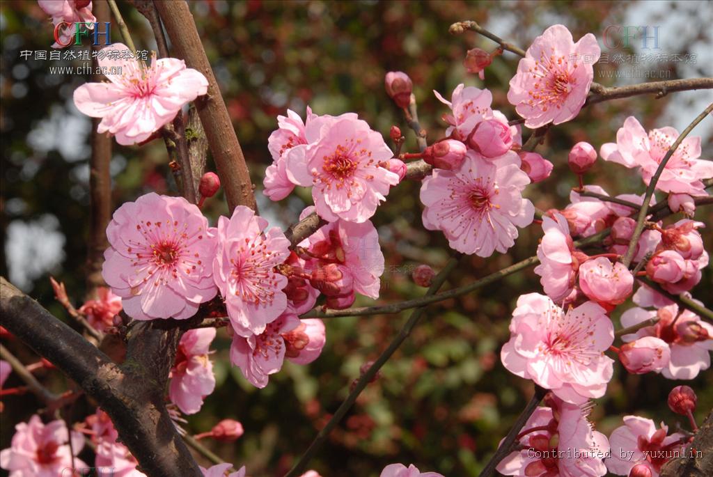 معرفی و راهنمای پرورش درختان میوه - گیلاس کره ای